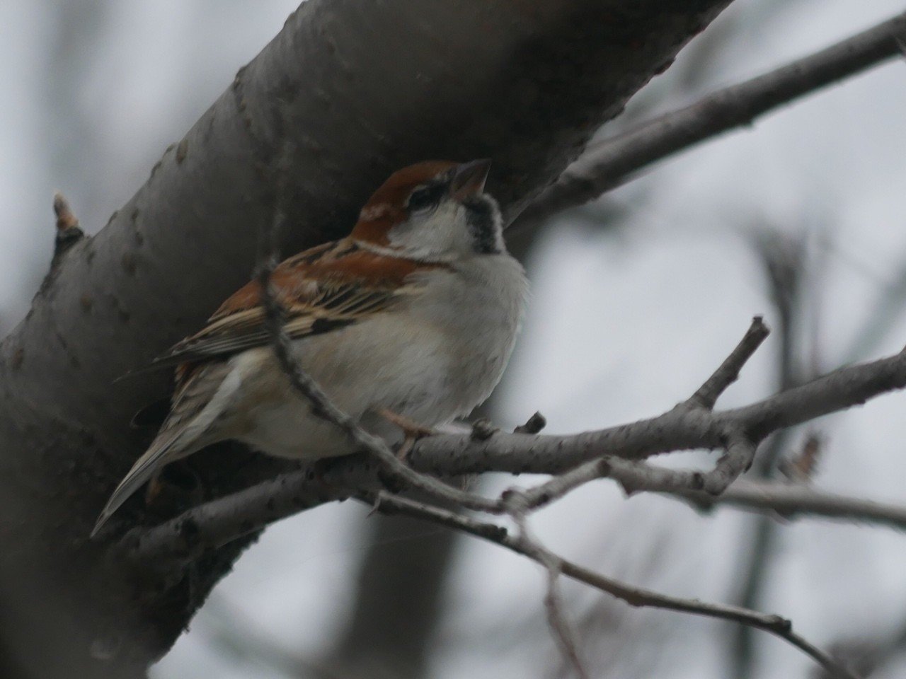 オオカワラヒワの群れの中にニュウナイスズメがいた Haru Kiti Note