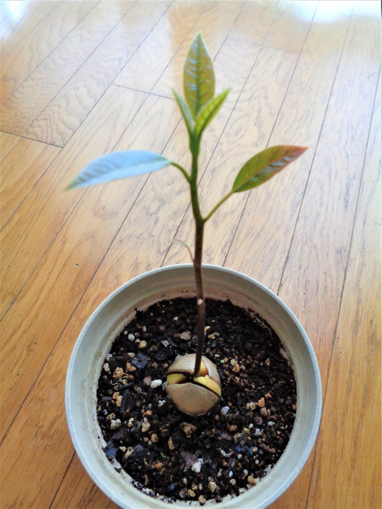 アボカドの種から芽が出た 5回くらいチャレンジして初めて芽を出したアボちゃんに感慨もひとしおな私 種には切ったときについた包丁のあとがくっきりだ アボちゃん りっぱな観葉植物になっておくれ え Note