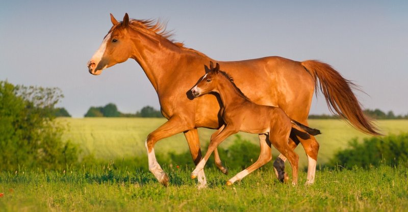 2021募集馬 短評 G1サラブレッドクラブ 募集馬短評 関東入厩馬 一口馬主マスターb Note