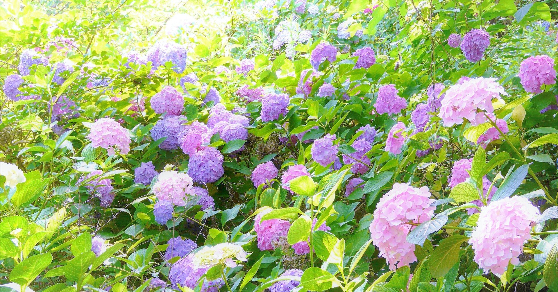 父の日に考えたことと誓ったこと みんみん エンディング スタイリスト Note 父の日に考えたことと誓ったこと みんみん エンディング スタイリスト Note