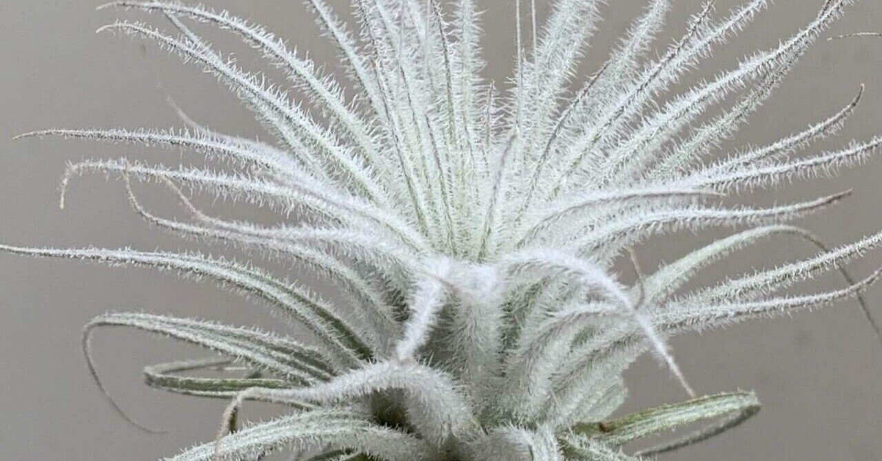 エアプランツの成長記録 の新着タグ記事一覧 Note つくる つながる とどける エアプランツの成長記録 の新着タグ記事一覧 Note つくる つながる とどける