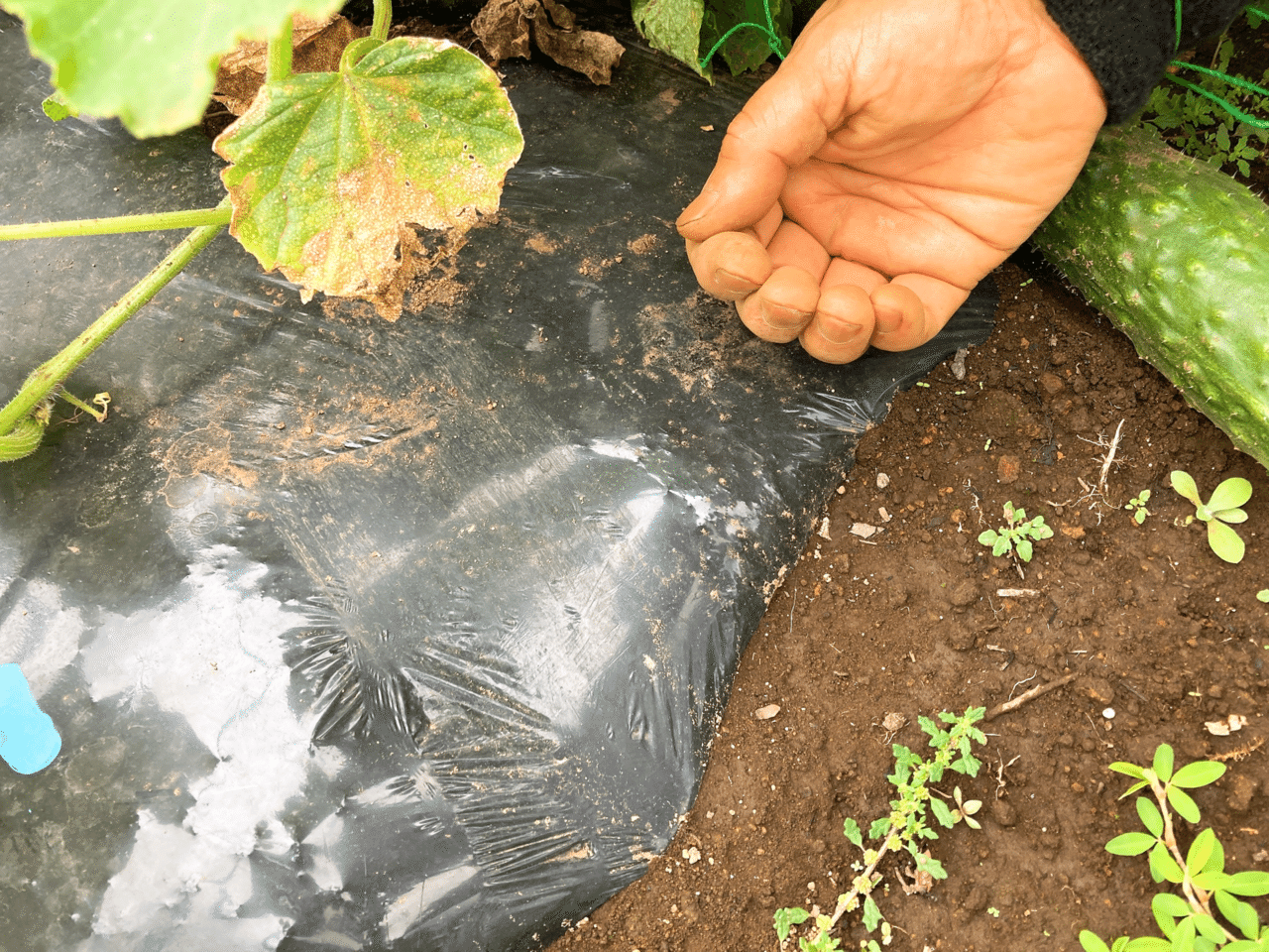 シェア畑栽培日記24 雑草とり きゅうり収穫 追肥など 21 06 ちひろーかる カブで旅するデザイナー Note シェア畑栽培日記24 雑草とり きゅうり収穫 追肥など 21 06 ちひろーかる カブで旅するデザイナー Note