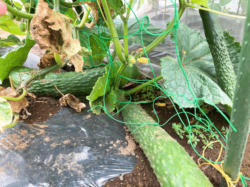 シェア畑栽培日記24 雑草とり きゅうり収穫 追肥など 21 06 ちーさん 銭湯が好きなデザイナー Note