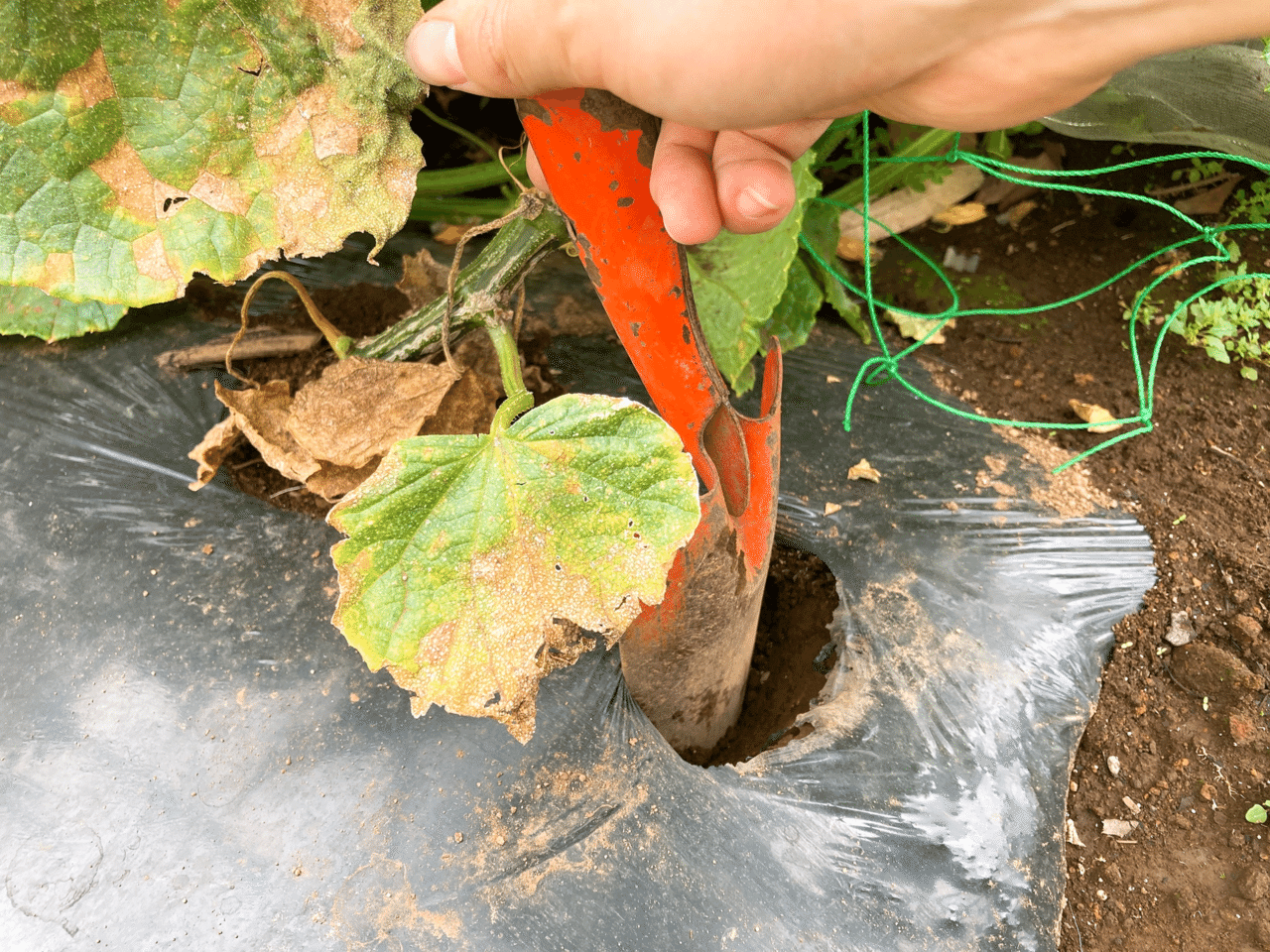 シェア畑栽培日記24 雑草とり きゅうり収穫 追肥など 21 06 ちひろーかる カブで旅するデザイナー Note シェア畑栽培日記24 雑草とり きゅうり収穫 追肥など 21 06 ちひろーかる カブで旅するデザイナー Note