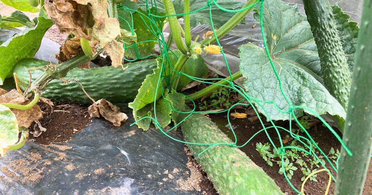 シェア畑栽培日記24 雑草とり きゅうり収穫 追肥など 21 06 ちひろーかる カブで旅するデザイナー Note シェア畑栽培日記24 雑草とり きゅうり収穫 追肥など 21 06 ちひろーかる カブで旅するデザイナー Note