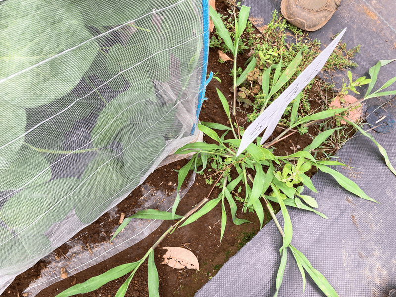 シェア畑栽培日記24 雑草とり きゅうり収穫 追肥など 21 06 ちーさん 銭湯が好きなデザイナー Note