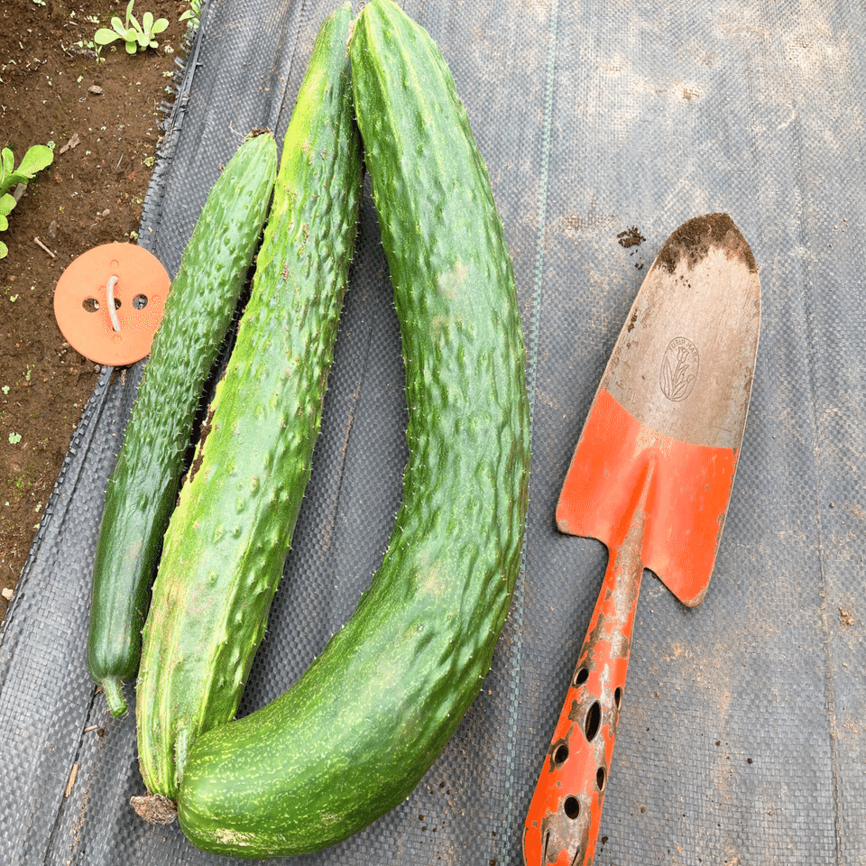 シェア畑栽培日記24】雑草とり＆きゅうり収穫＆追肥など（2021/06/20