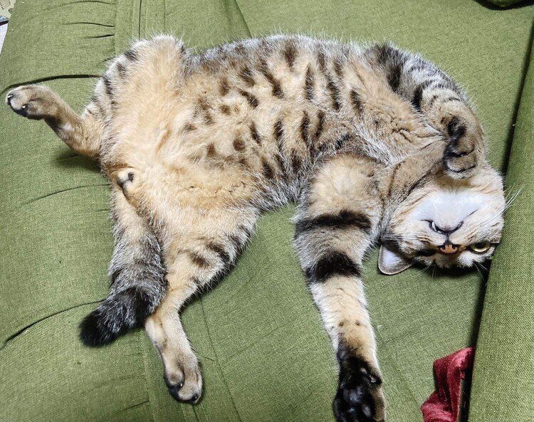 夏が近づくと、猫の寝姿が変わる。腹を上にしてひっくり返るのは、室温が一定の温度を超えた証拠。