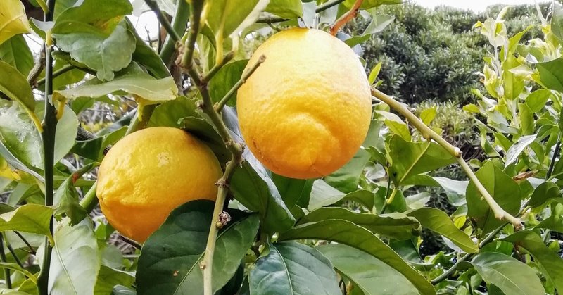 アマプラ映画感想メモ ７ ニュー シネマ パラダイス 節兌見一 Note