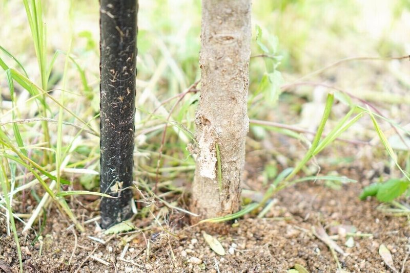 オリーブを食害する虫たち コウモリガ幼虫 峰尾 亮平 Note