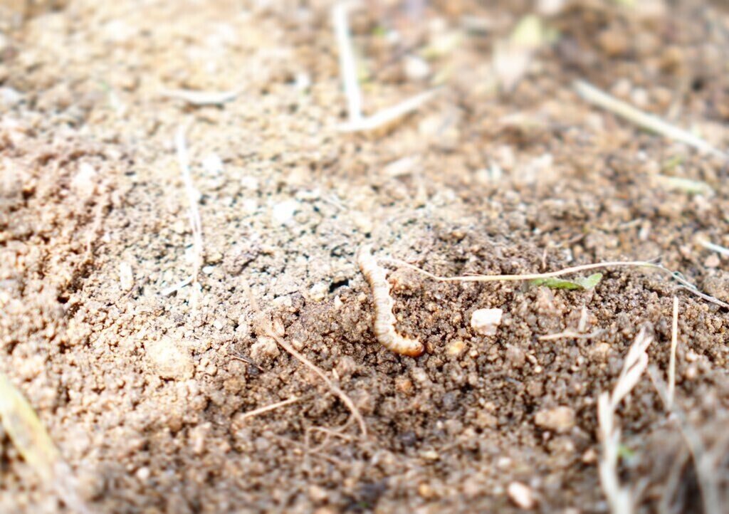 幼虫 ミヤマクワガタ3令幼虫のマクロ撮影 | 元アカモビの”気ままな”の