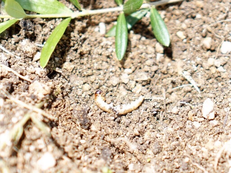 オリーブを食害する虫たち コウモリガ幼虫 峰尾 亮平 Note