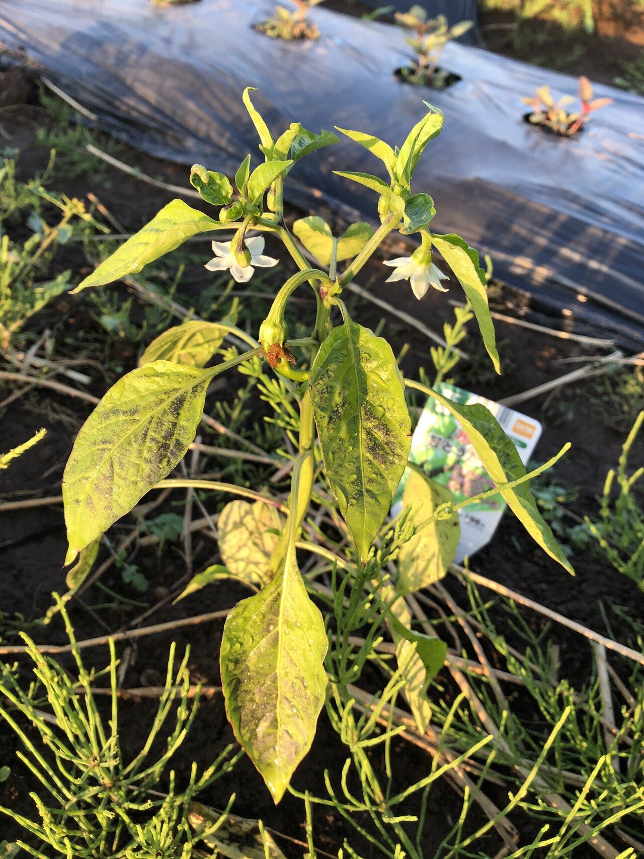 21 6 シシトウがモザイク病かそれとも低温障害か判断できないのでいったん様子見 永井冬星 Note 21 6 シシトウがモザイク病かそれとも低温障害か判断できないのでいったん様子見 永井冬星 Note