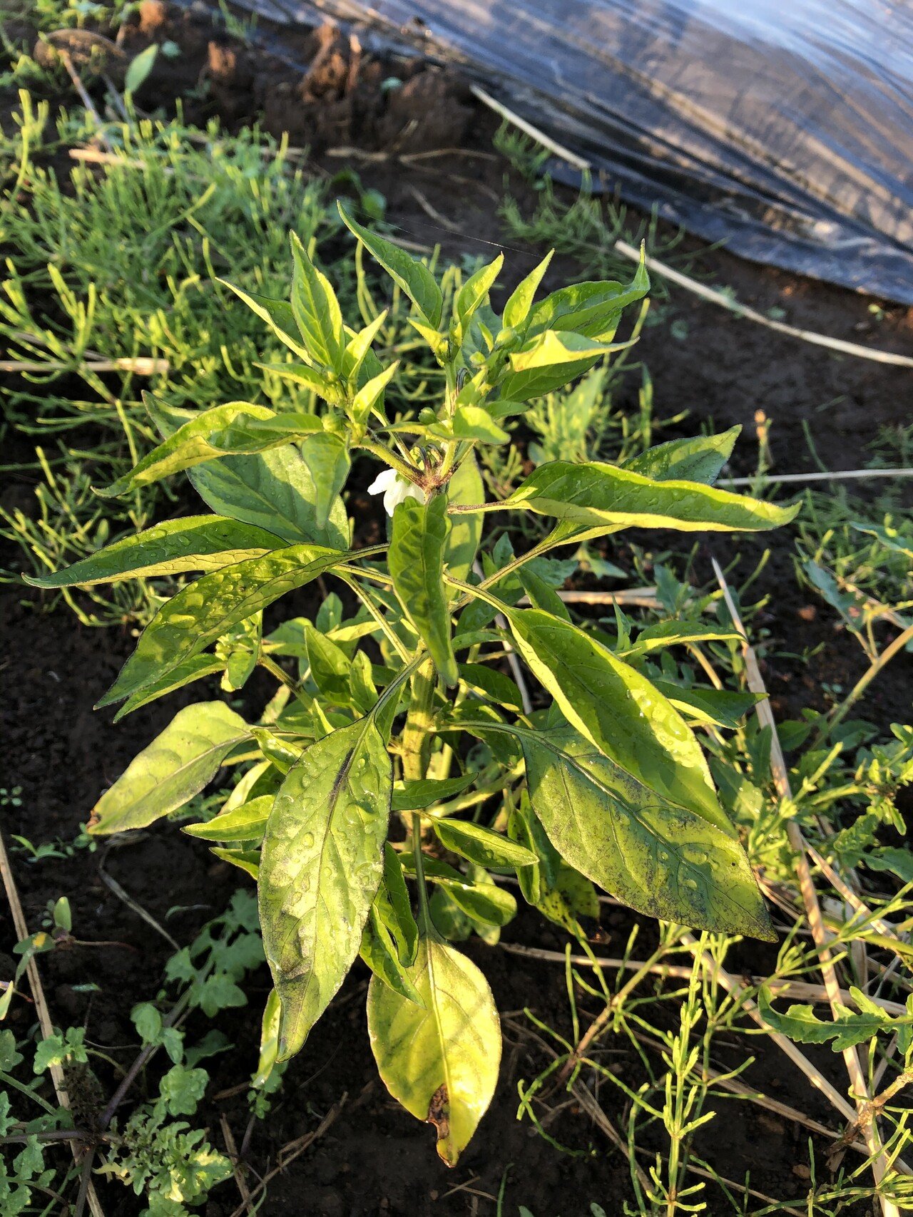 21 6 シシトウがモザイク病かそれとも低温障害か判断できないのでいったん様子見 永井冬星 Note 21 6 シシトウがモザイク病かそれとも低温障害か判断できないのでいったん様子見 永井冬星 Note