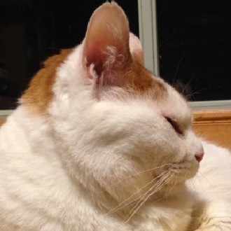 第7回 少女服という概念｜高柳カヨ子