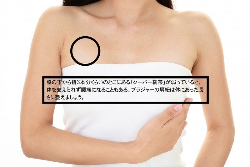 バスト 女性 説明