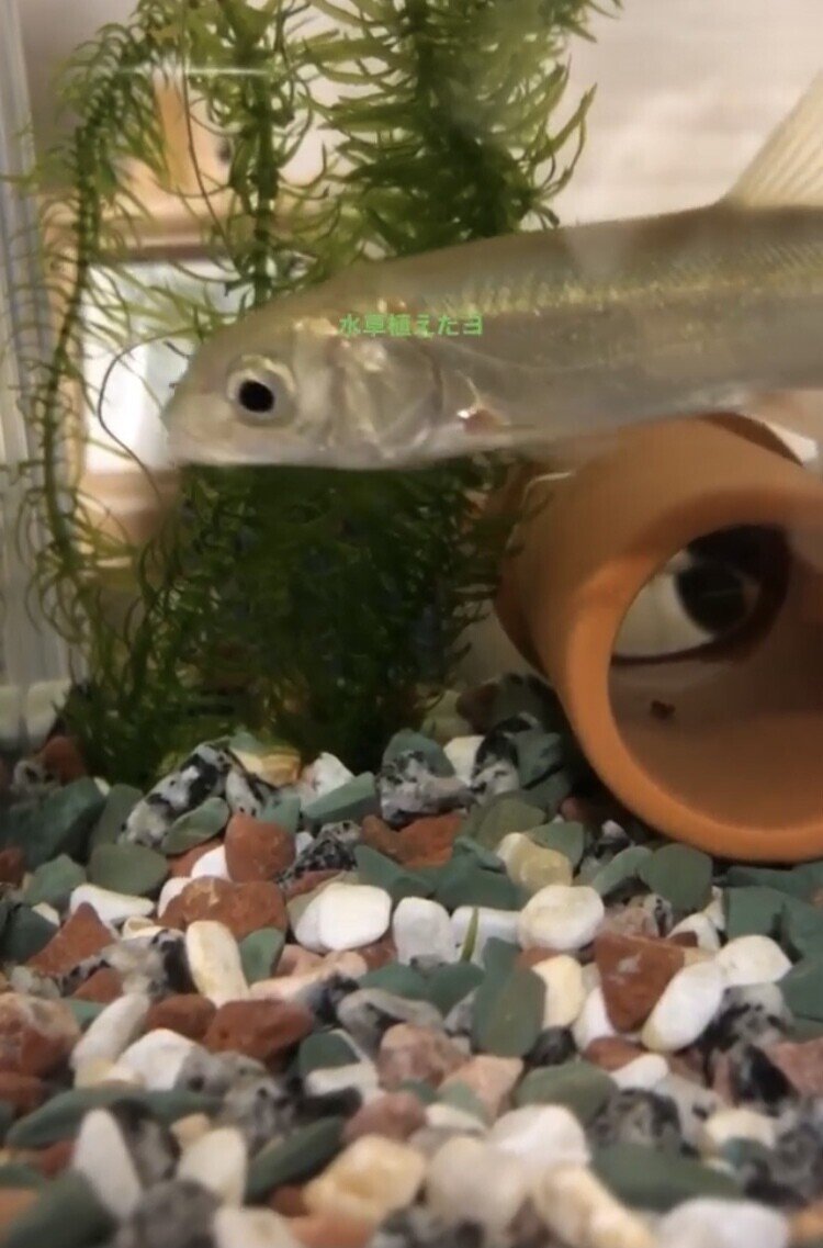 水草って何入れてますか Nari Note