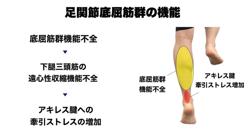 スポーツ復帰に向けたアキレス腱障害のアプローチ L Fit Note