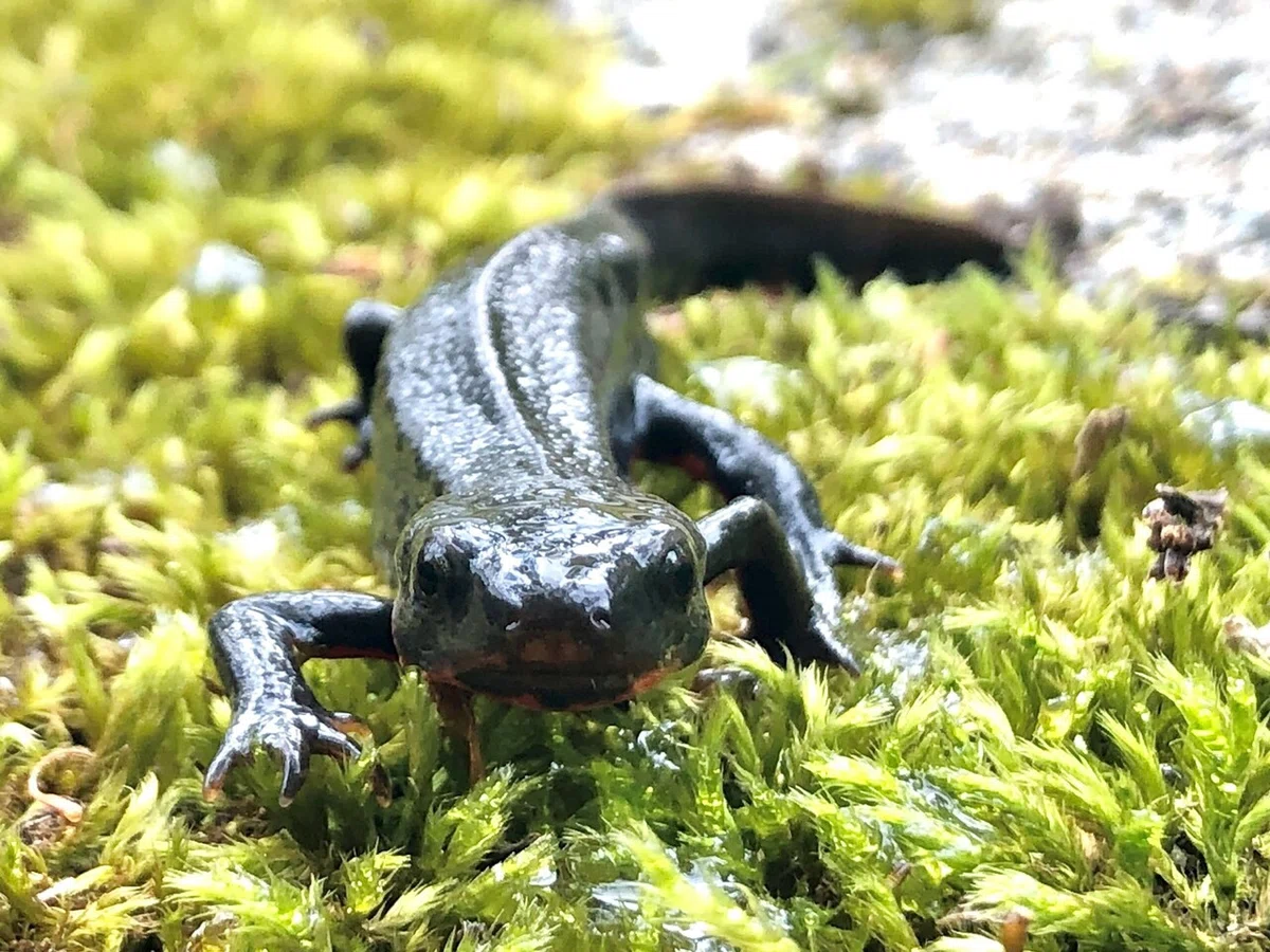 アカハライモリのお腹模様|トヨタ白川郷自然學校