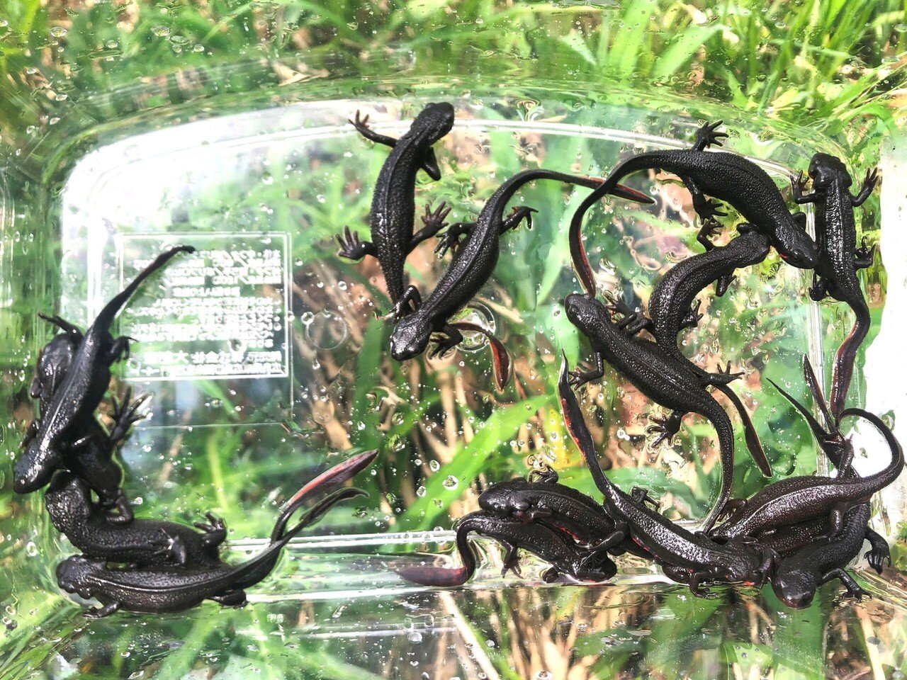 アカハライモリのおなかの写真⑩枚