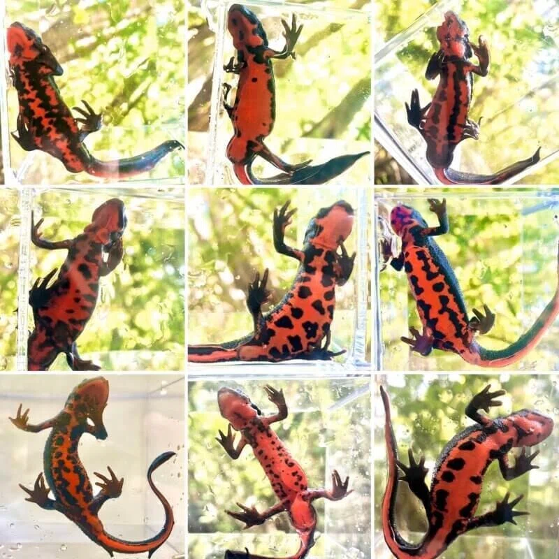 アカハライモリのお腹模様|トヨタ白川郷自然學校