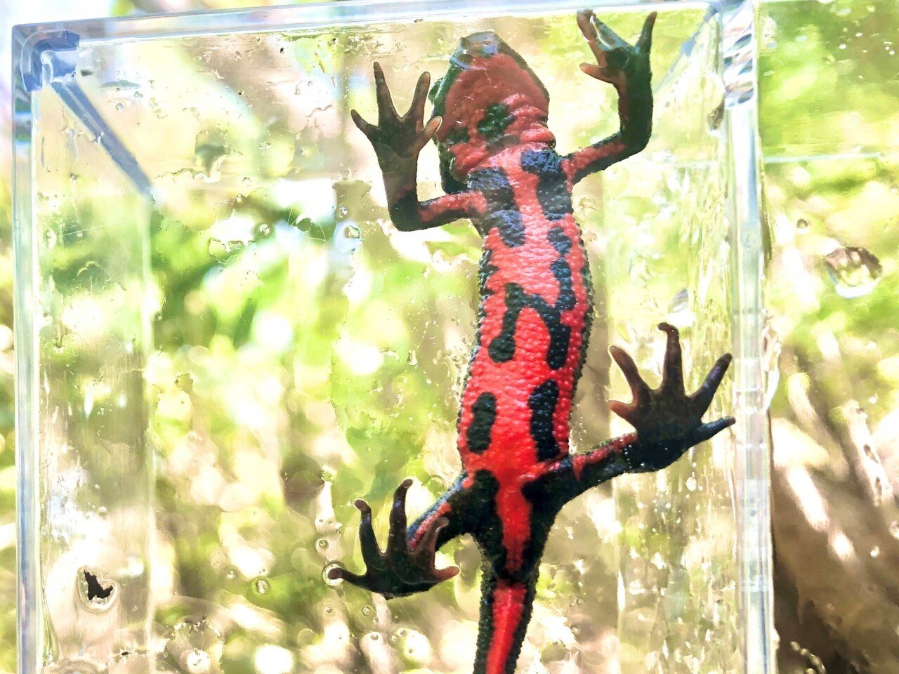 アカハライモリのおなかの写真⑩枚