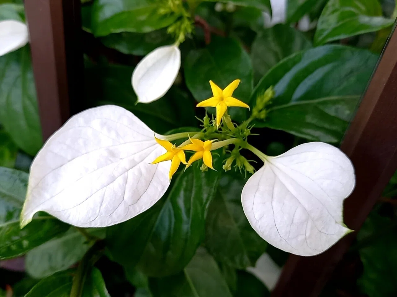 今朝の散策中に遭遇した目を引いた花たち 柘榴 Note