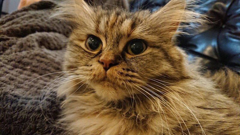 スタッフの愛猫紹介 Playground株式会社 スタッフの愛猫紹介 Playground株式会社