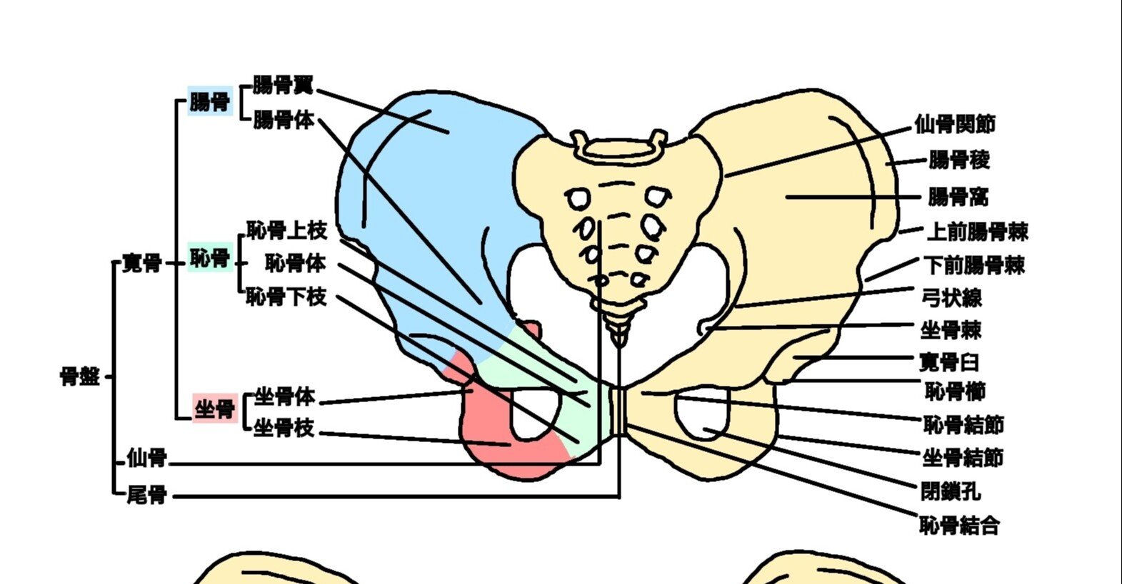 骨盤に付着 関連する筋一覧 宮城島大樹 日本で最もトレーナーを育成してるトレーナー Note