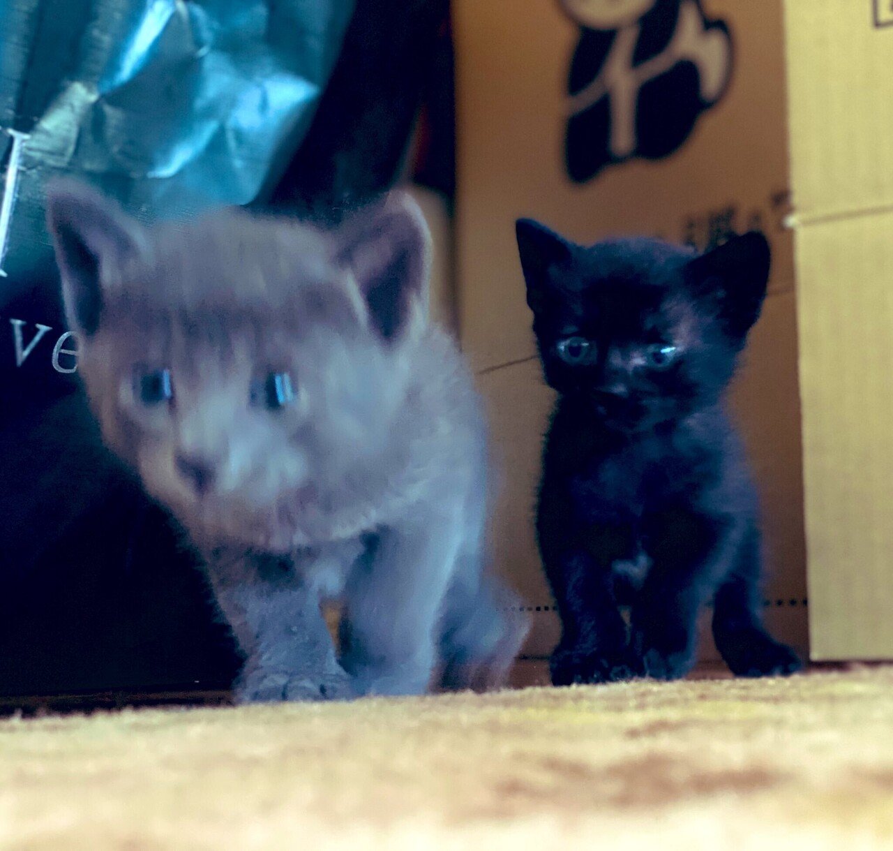 昨日から子猫を飼い始めた しかも2匹 先月の25日に生まれたばかり もらい猫というやつなんだけどまだ男の子か女の子か識別ができないらしく名前もつけられない ねという状態 人生で猫飼うって初めて めちゃくち カガミツキ Note