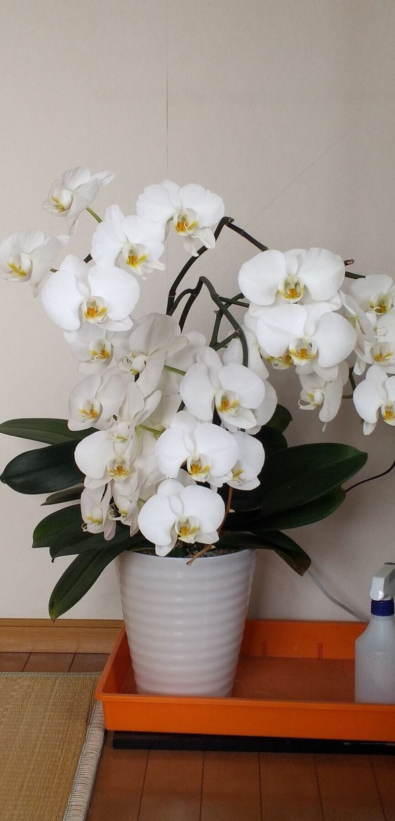 花にほとんど興味がない還暦男が 復活した胡蝶蘭の花に元気をもらってます ゆーしんけん Note