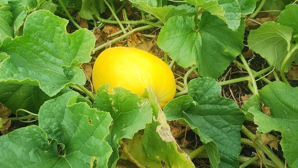 かぼちゃの葉っぱ炒め June Note