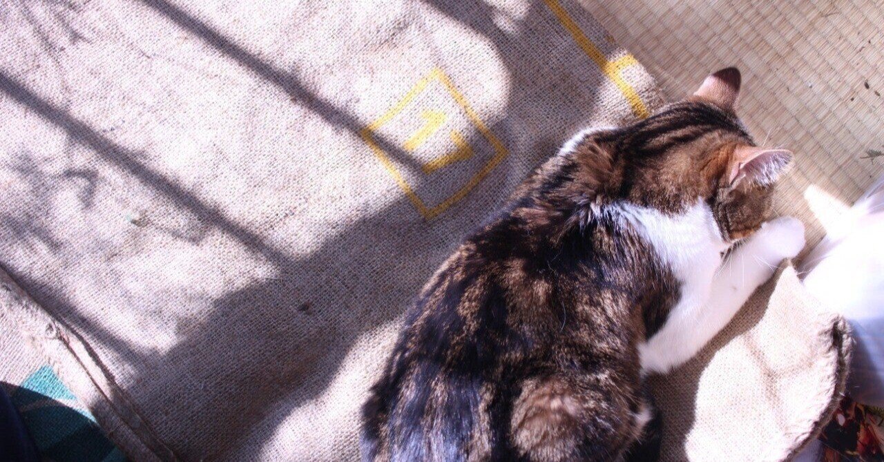 猫を飼いたい」の新着タグ記事一覧｜note u2015u2015つくる、つながる、とどける。