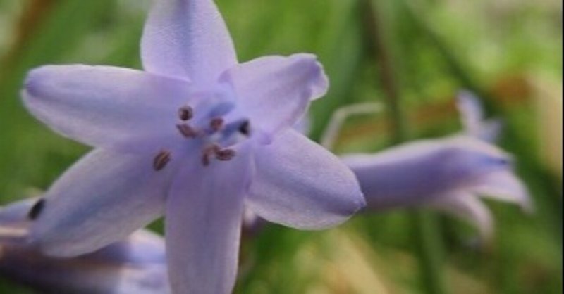 花言葉 アガパンとギボウシ まろんはっぴ Note