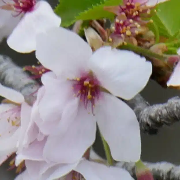 桜川　ゆうか