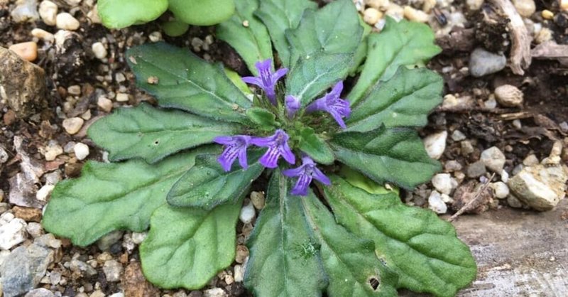 キランソウ花言葉はあなたを待っています の新着タグ記事一覧 Note つくる つながる とどける