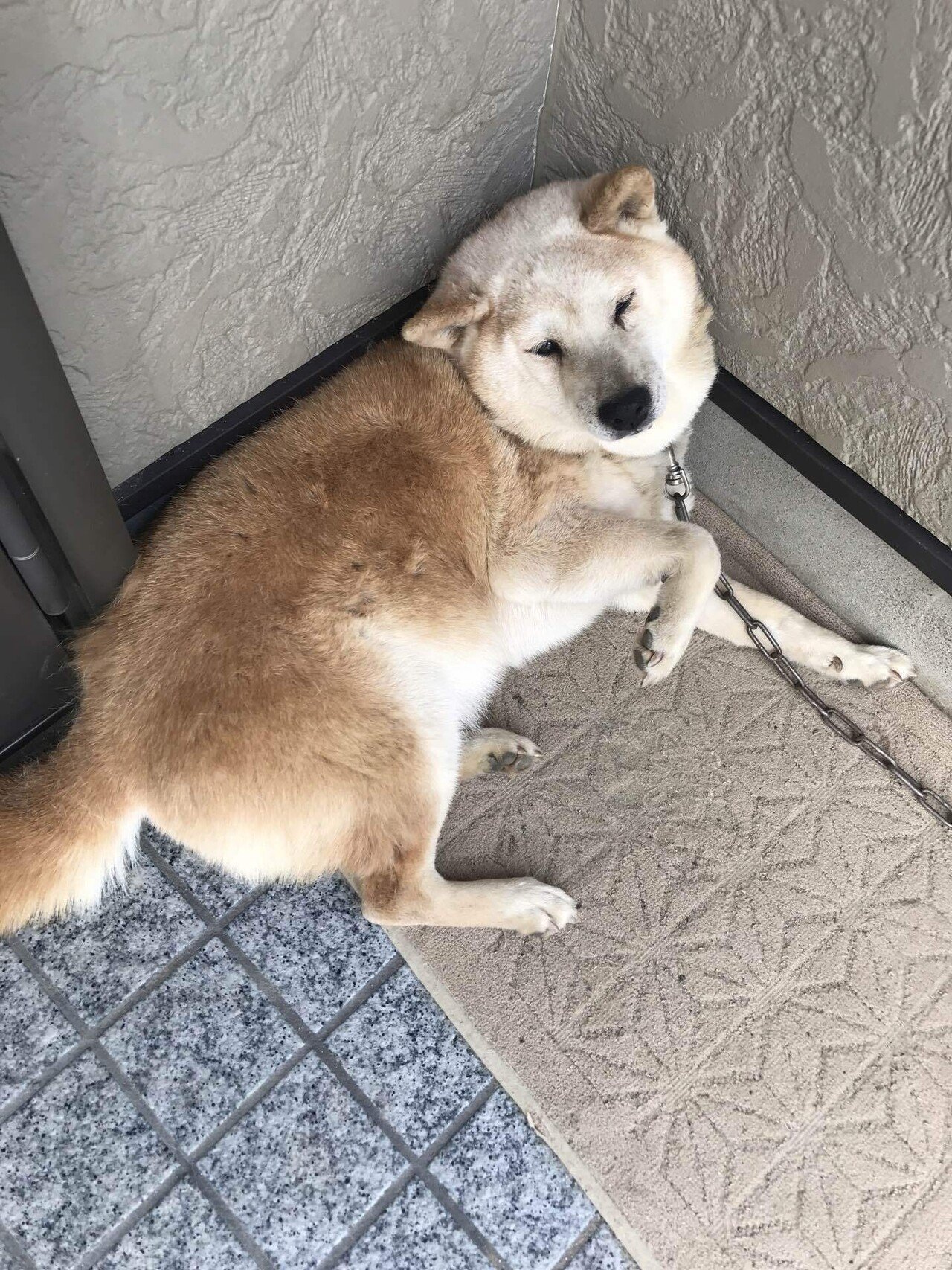 これは玄関前の角が定位置になりつつあるすみっコぐらしの犬 14 米田閣下 Note