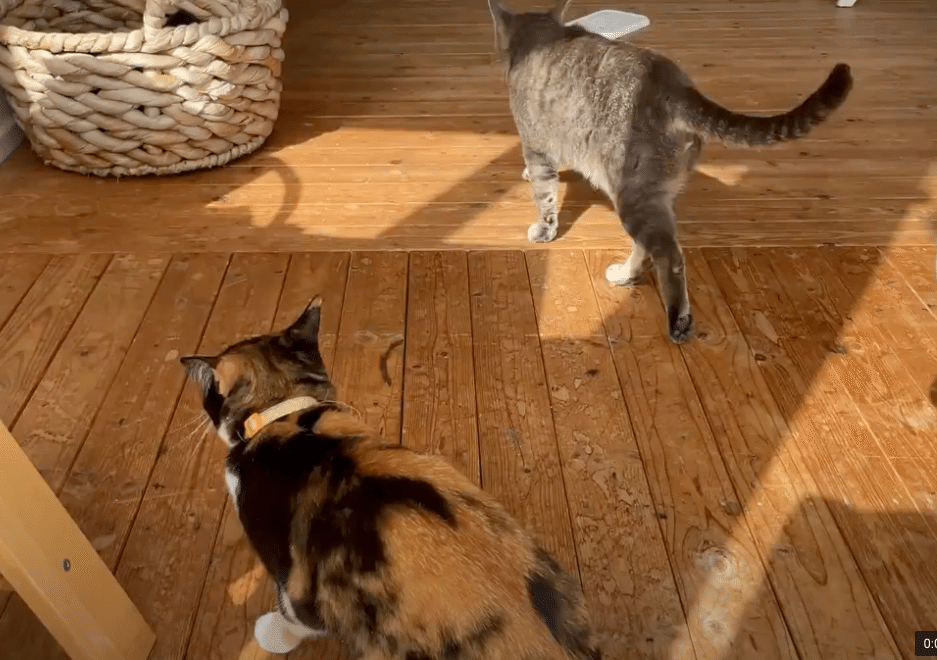 猫がいると勉強は・・・｜タケベマサヒコ＠ペンションアトカ｜note