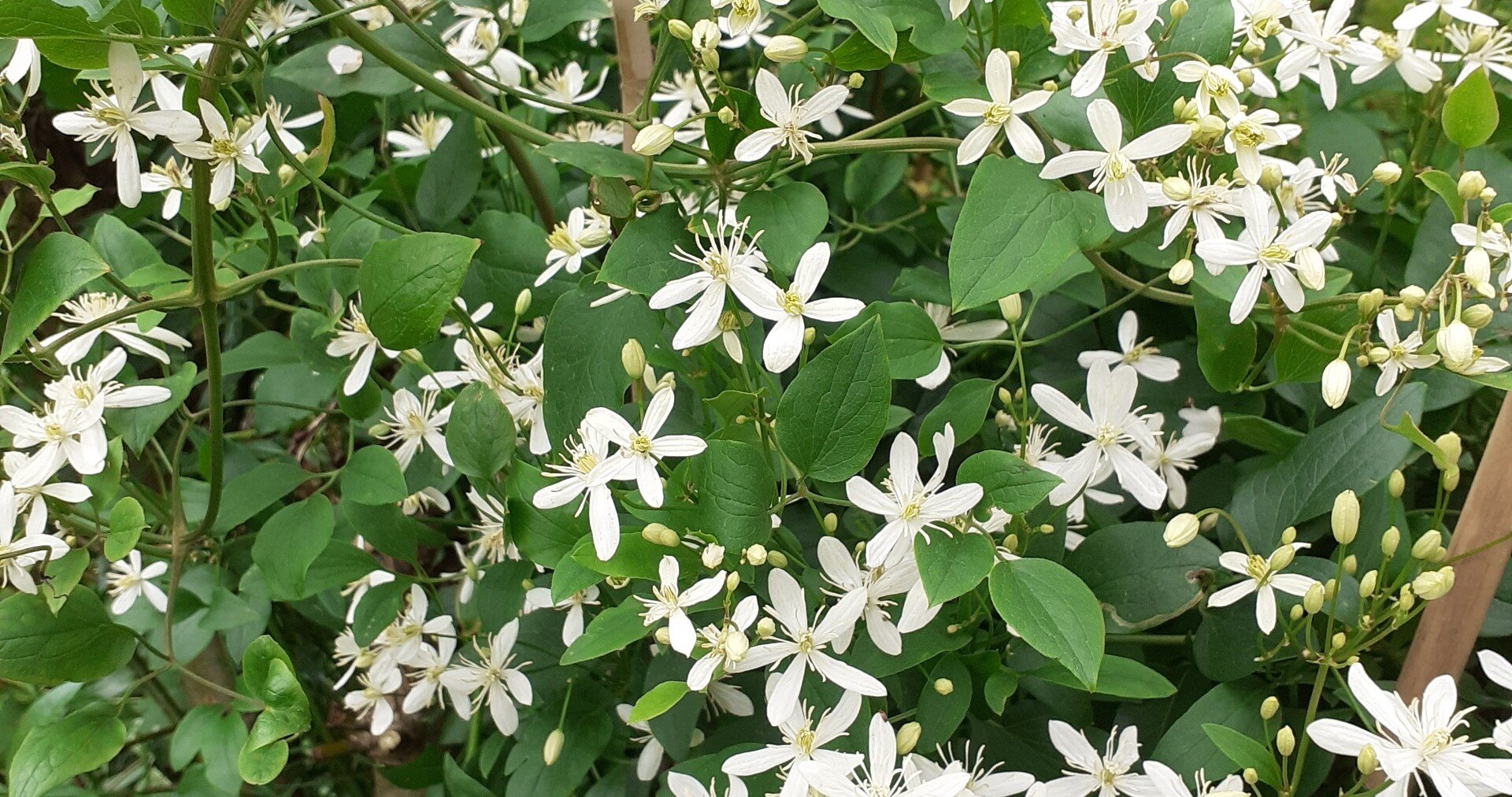 海外在住コロナ罹患 おうちケア記録7 生理がこない Me Mxコロナ後遺症回復中 Note