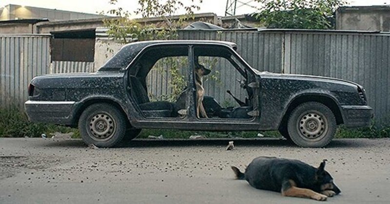 マジで犬っていったいなんなんだ 野良犬目線 で撮られた異色のドキュメンタリー 犬 は歌わない 一日一本短評を載せる映画館スタッフ2 その46 185 元町映画館 Note