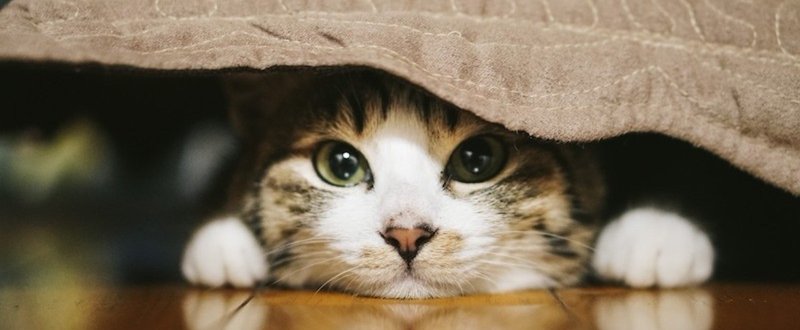布団から見つめる猫