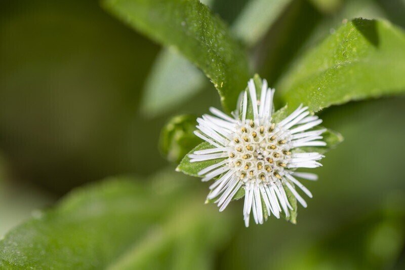 小さくて素朴でイミフな名前の タカサブロウ タイでどこにでも咲く花 33 Masayuki Saito Note
