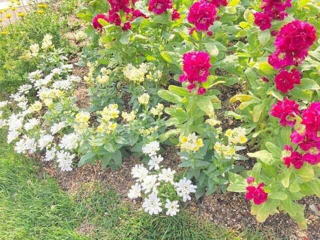 ハーブ 花あ