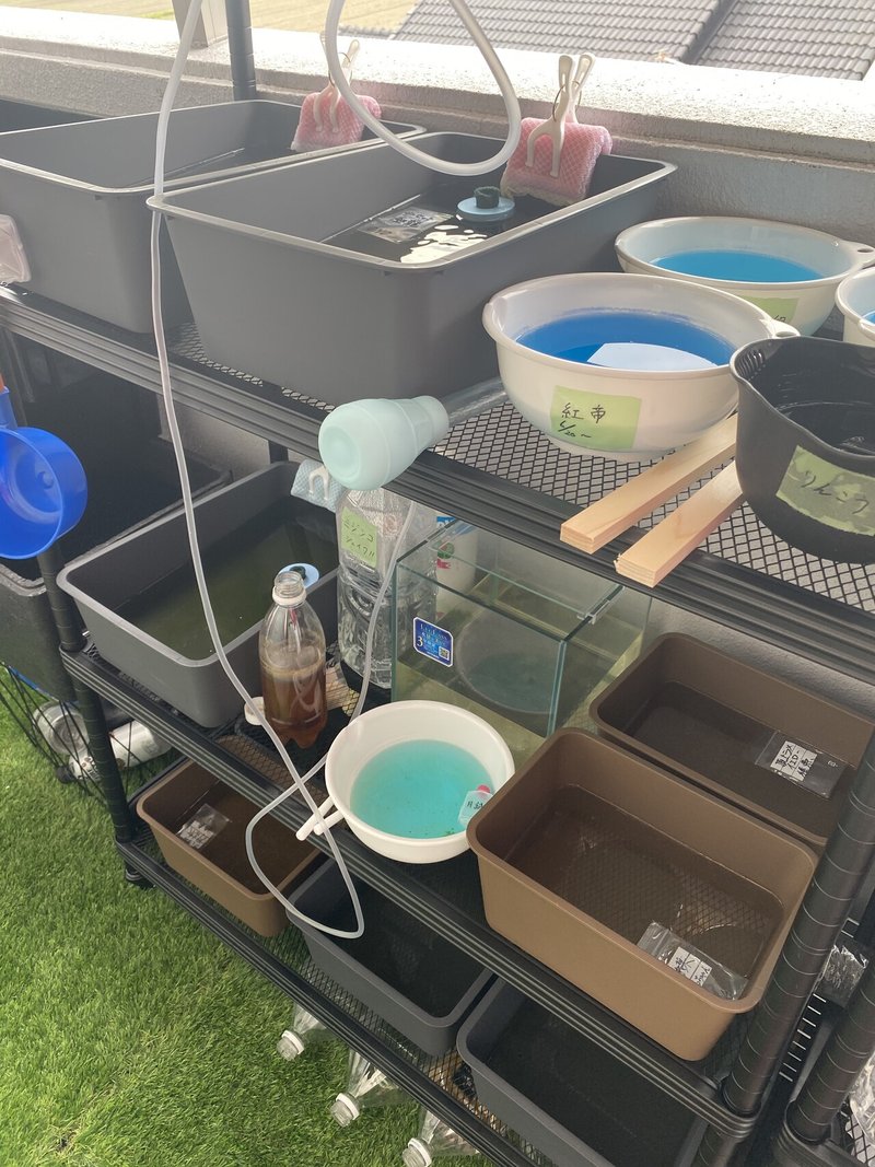 朝から メダカのちむにぃ Note