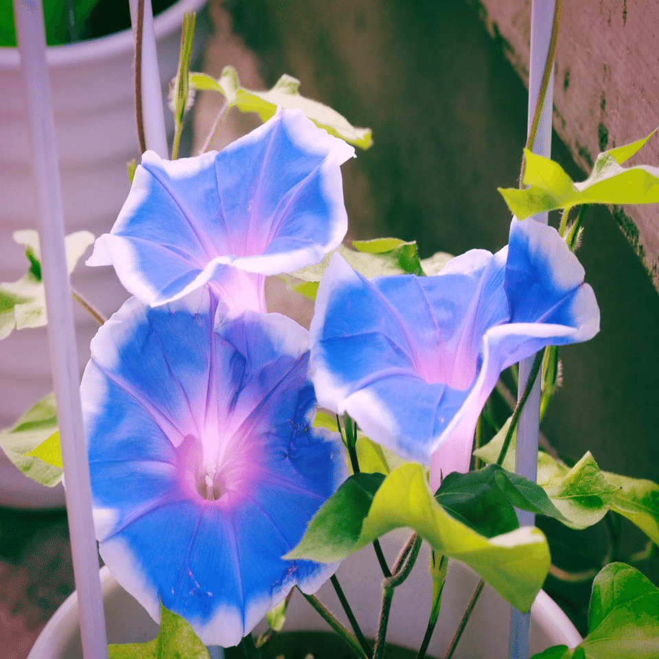 朝顔が咲きました｜みんなのフォトギャラリー素材｜星の汀 で検索して