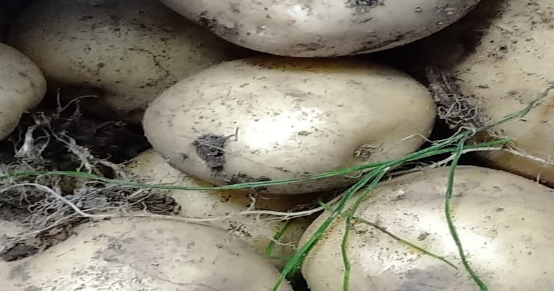 半日陰でもじゃがいも育ったよ かわってる野菜たち Note