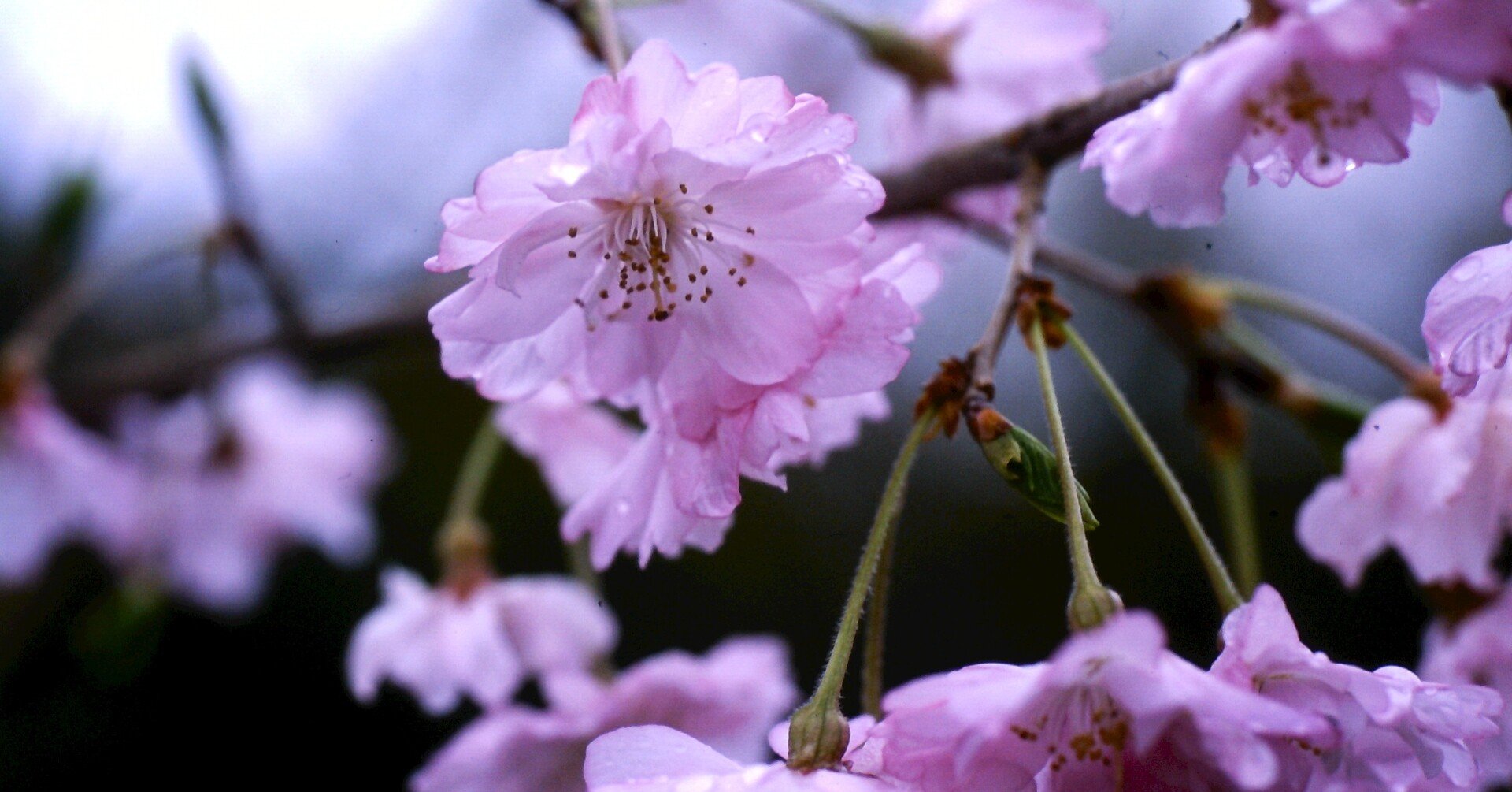 癒しのアウトレット ～一年中桜に出会える町 寄居～｜寄居まちづくりNOTE