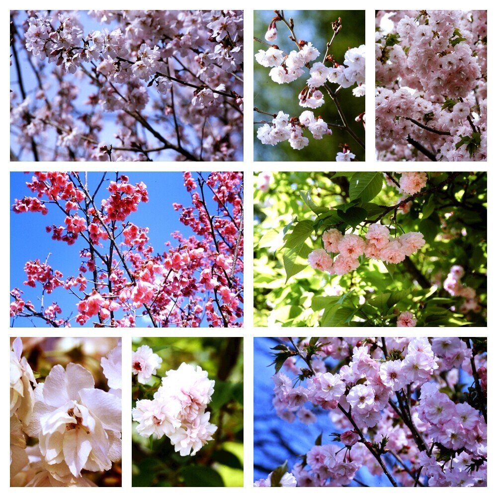 癒しのアウトレット ～一年中桜に出会える町 寄居～｜寄居まちづくりNOTE