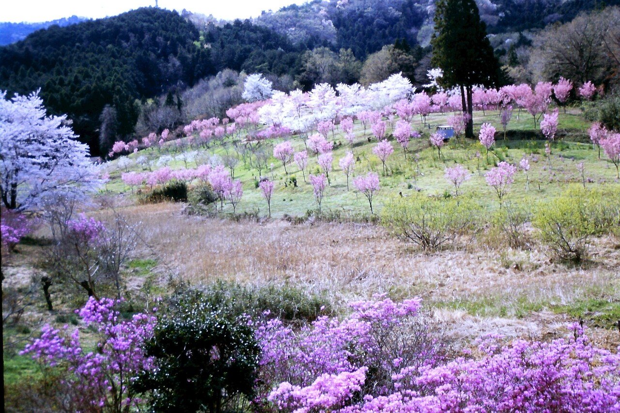 癒しのアウトレット ～一年中桜に出会える町 寄居～｜寄居まちづくりNOTE