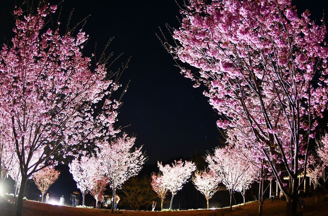 癒しのアウトレット ～一年中桜に出会える町 寄居～｜寄居まちづくりNOTE